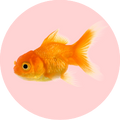 Fish Maintenance