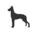 Brijendra looks after giant dogs (41kg+) in Belmont, QLD