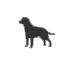 Brijendra looks after large dogs (21-40kg) in Belmont, QLD